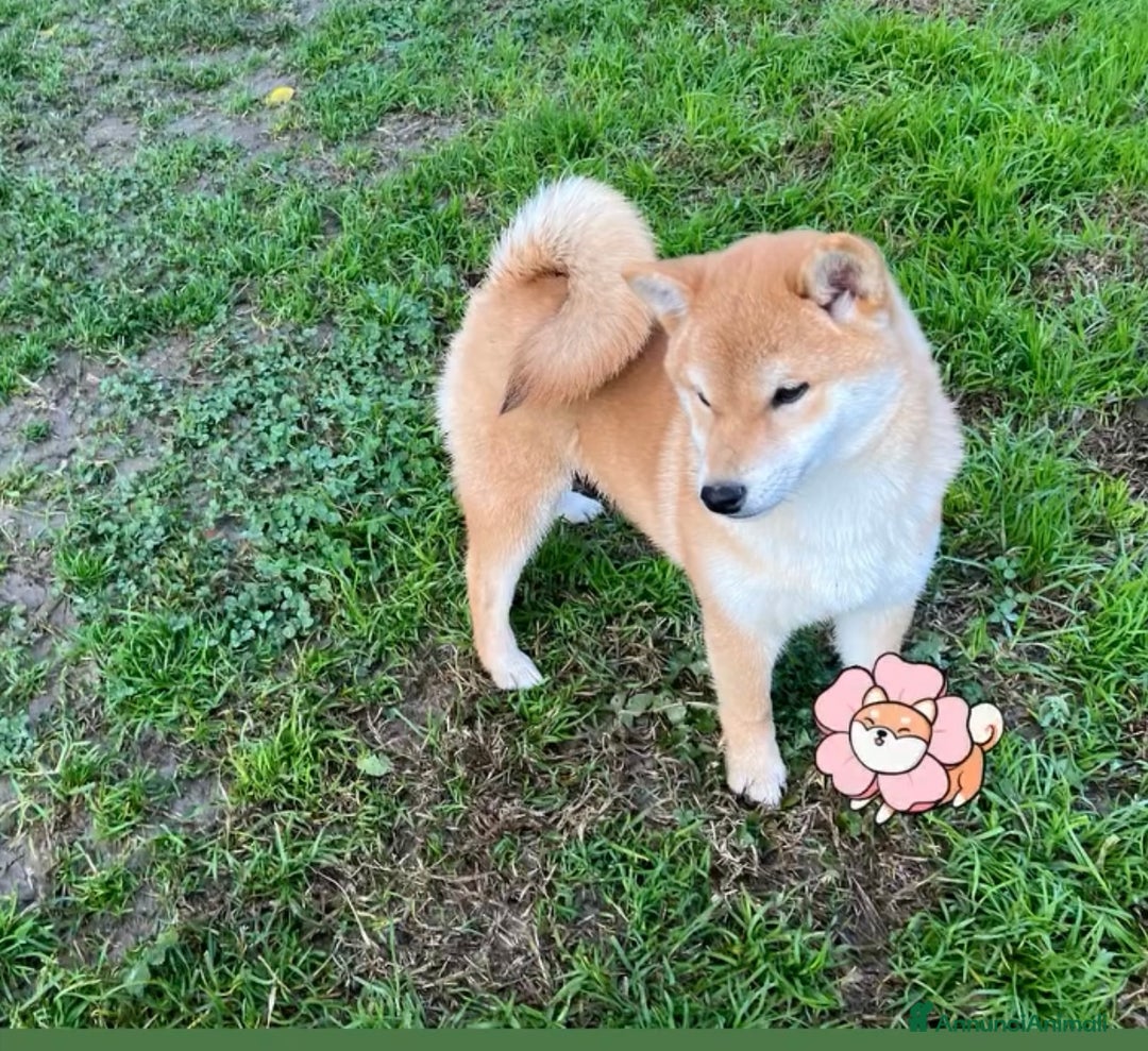 Shiba Inu cani in vendita: Shiba inu cuccioli  - Annuncio 3