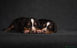 Bovaro del Bernese cani in vendita: Bernerdok's Aunts Cuccioli Y a Città Metropolitana di Torino - Immagine 17