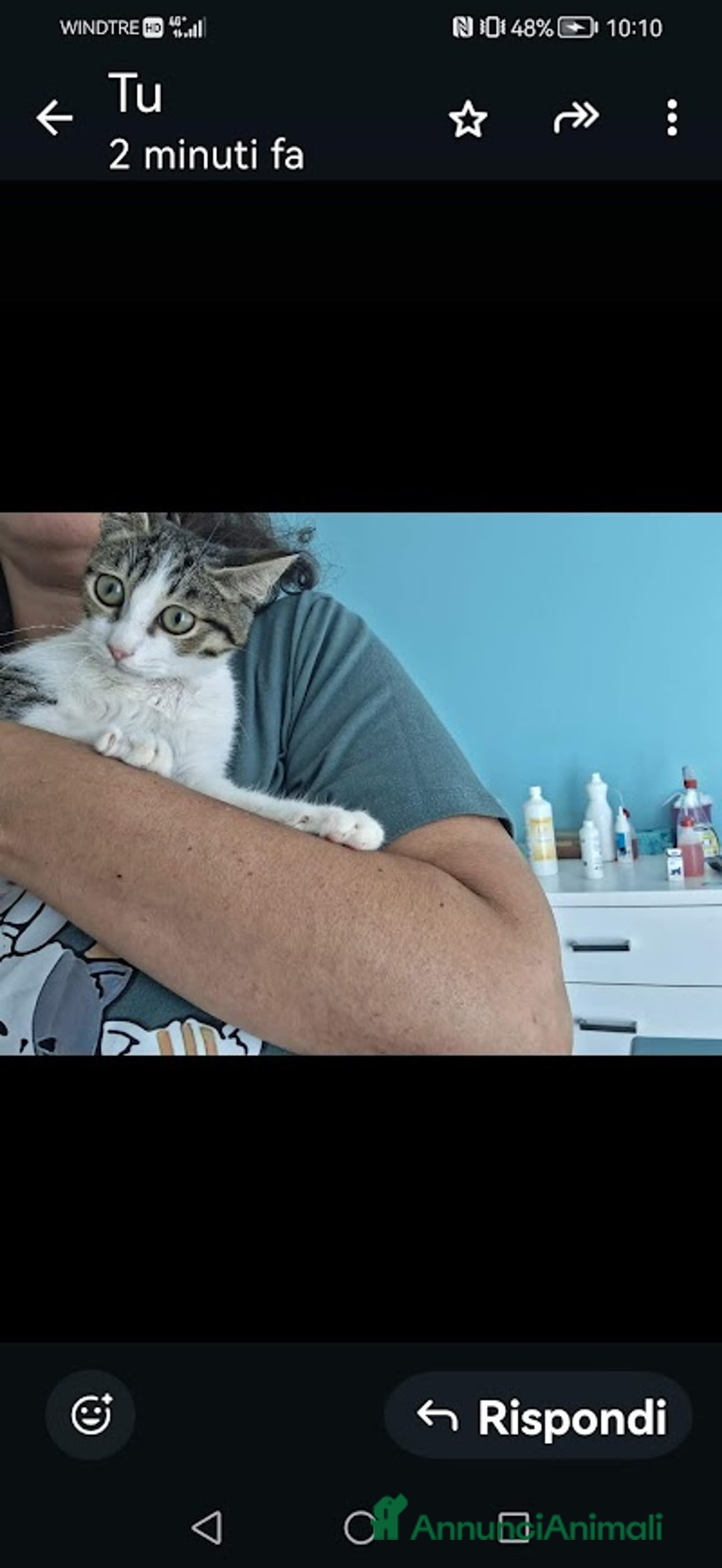 Europeo gatti in regalo: PICCOLO CONNOR 5 MESI DI DOLCEZZA - Annuncio 8