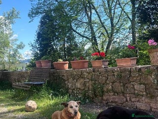 Meticcio cani ANGELICA e LUCA 2 anime che cercano riscatto - Annuncio 21