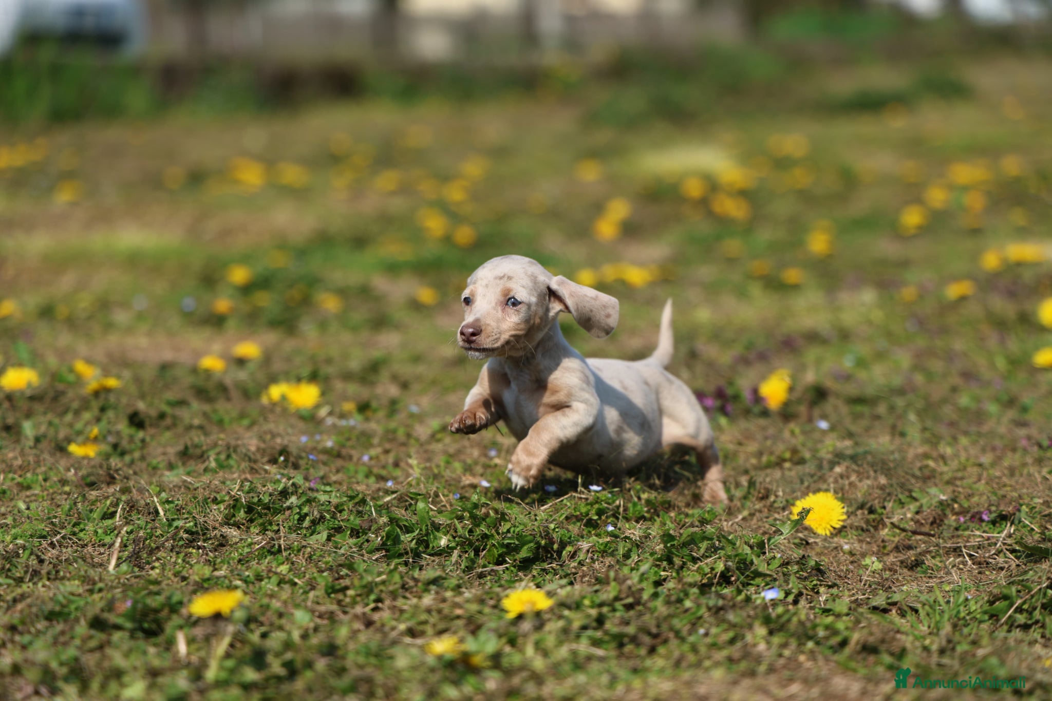 Bassotto cani Bassotto  - Annuncio 11