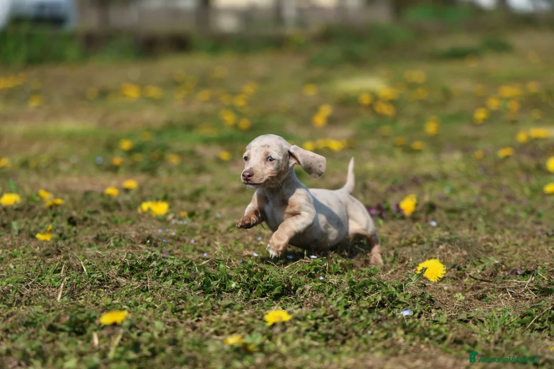 Bassotto cani in vendita: Bassotto  - Annuncio 1