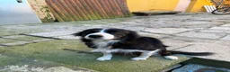 Border Collie cani per accoppiamento: Border collie femmina per accoppiamento - Annuncio 2
