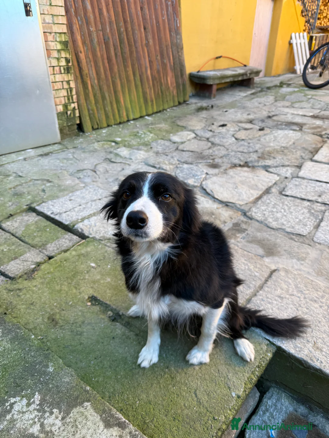 Border Collie cani per accoppiamento: Border collie femmina per accoppiamento - Annuncio 2