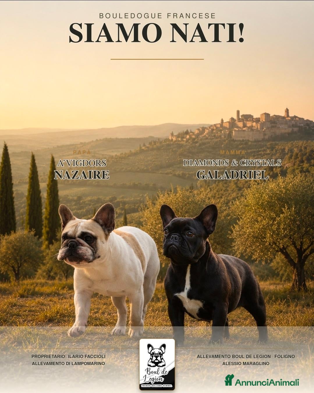 Bulldog Francese cani Maschio fulvo - Annuncio 1