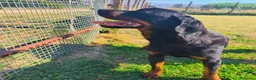Rottweiler cani in regalo: ADAMO, splendido Rottweiler - Annuncio 8