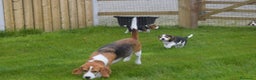 Beagle cani in vendita: Cuccioli di Beagle robusti e magnifici, KC Reg a Città metropolitana di Milano - Annuncio 16