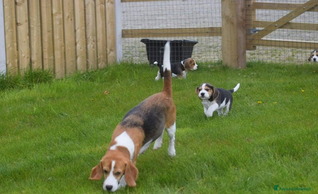 Beagle cani in vendita: Cuccioli di Beagle robusti e magnifici, KC Reg a Città metropolitana di Milano - Immagine 16