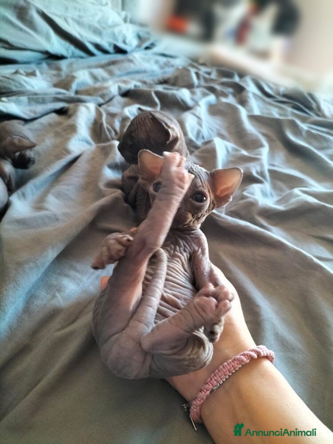 Sphynx gatti in vendita: Cuccioli di sphynx con pedigree  - Annuncio 10