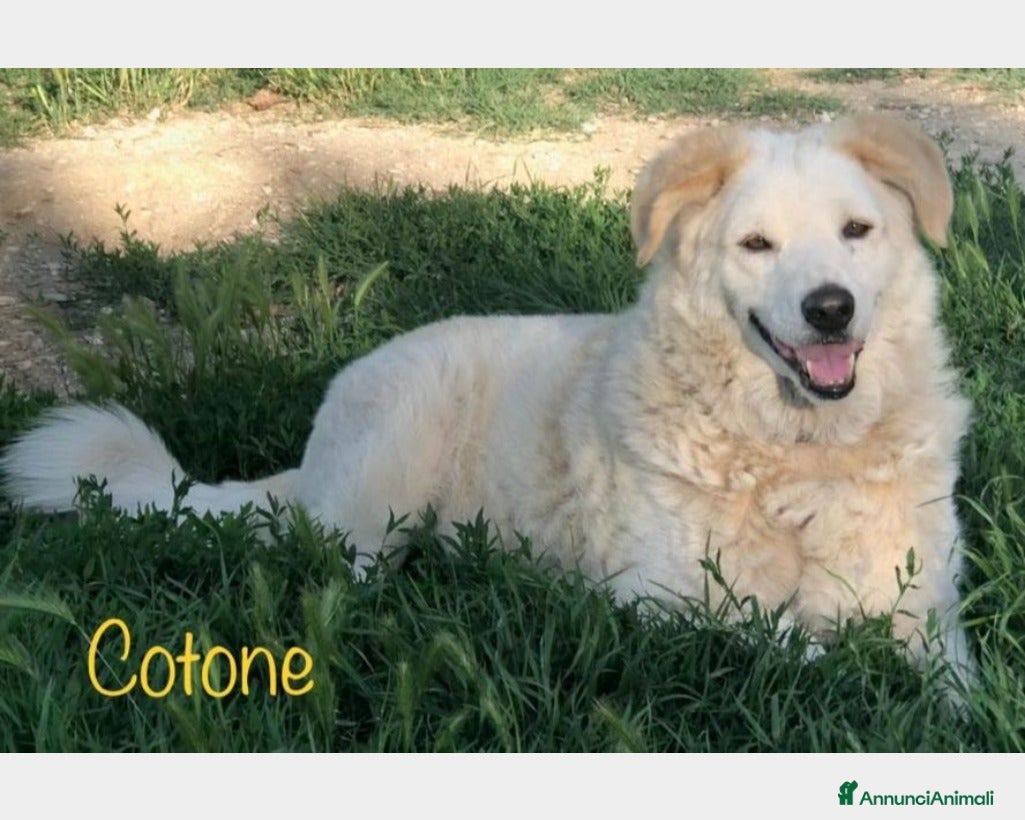 Meticcio cani COTONE 10anni tolto da 1canile lager! RIMINI a Milano - Annuncio 12