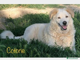 Meticcio cani COTONE 10anni tolto da 1canile lager! RIMINI a Milano - Annuncio 38