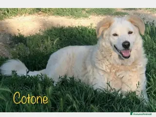 Meticcio cani COTONE 10anni tolto da 1canile lager! RIMINI a Milano - Annuncio 9