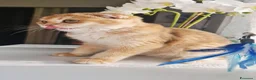 Scottish gatti in vendita: Scottish Fold  - Annuncio 3