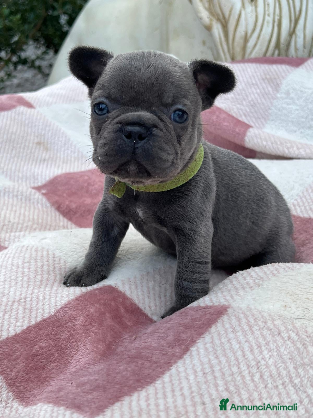 Bulldog Francese cani Cuccioli bulldog francese esotici blu - Annuncio 9