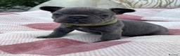 Bulldog Francese cani in vendita: Cuccioli bulldog francese esotici blu - Annuncio 1