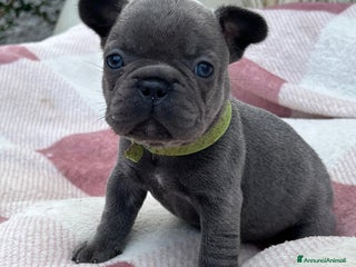 Bulldog Francese cani Cuccioli bulldog francese esotici blu - Annuncio 1