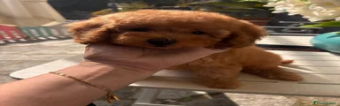 Barboncino 3