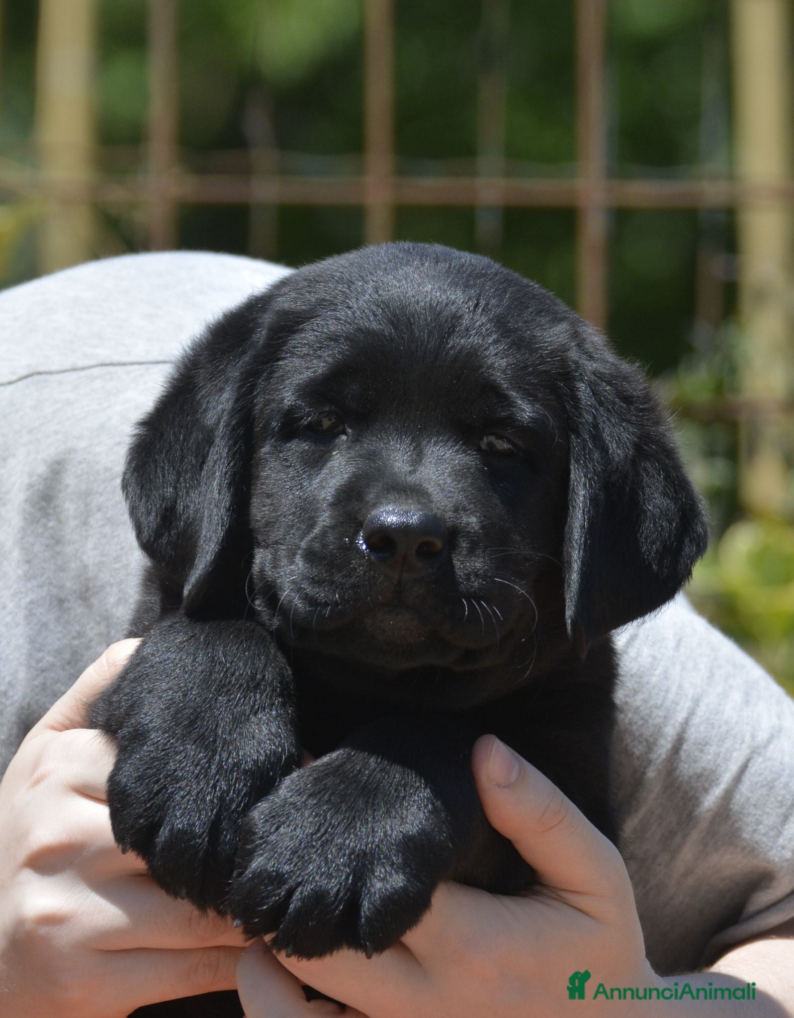 Labrador cani Labrador Retriever neri linee inglesi  - Annuncio 2