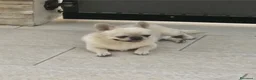 Chihuahua cani in vendita: Chihuahua maschietto  - Annuncio 9