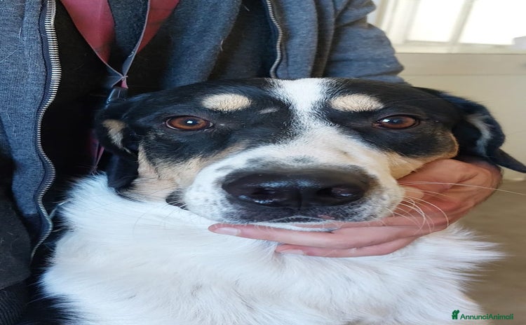 Meticcio cani - Annuncio 20