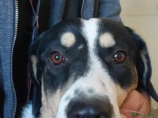 Meticcio cani meraviglioso Pablo va d'accordo col mondo - Annuncio 11