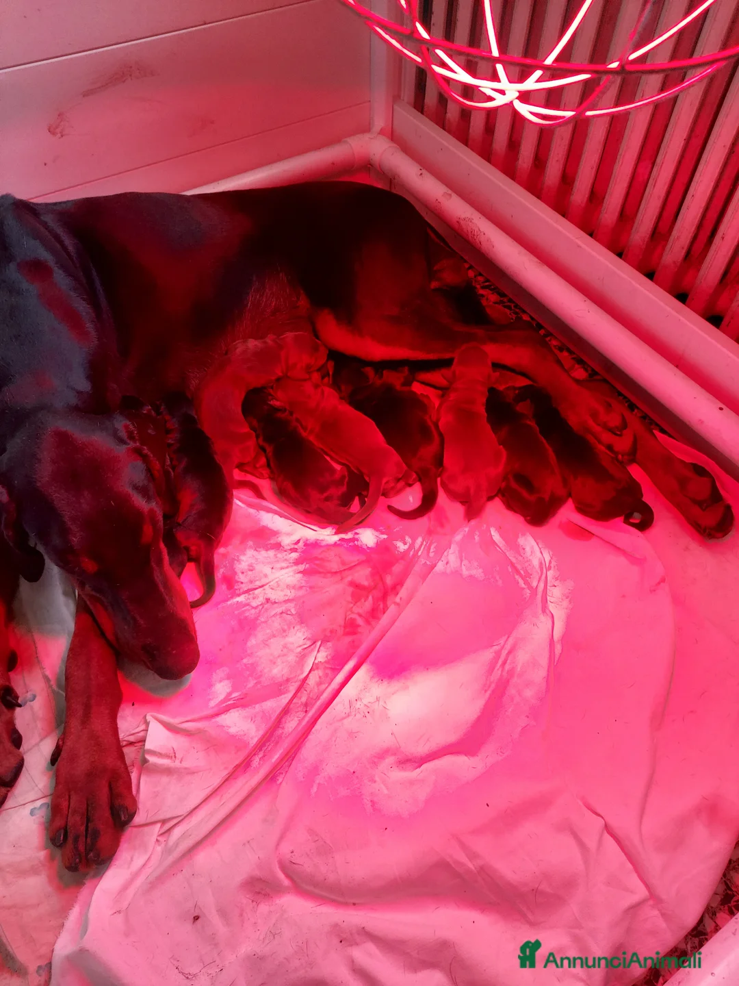 Dobermann cani in vendita: Dobermann Cuccioli  a Provincia di Brescia - Annuncio 6