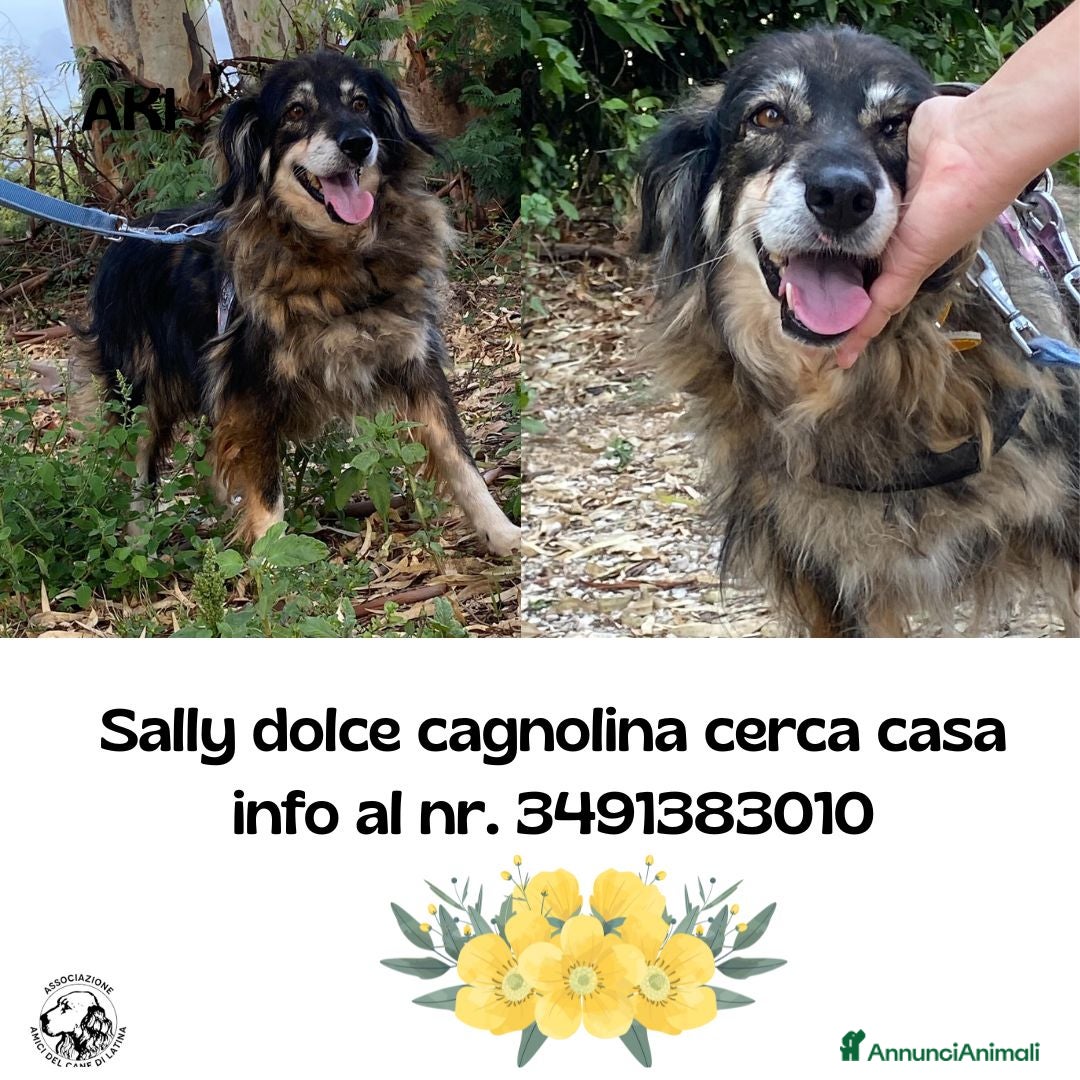 Meticcio cani Sally dolce cagnolina taglia media adozione Latina - Annuncio 32