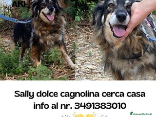 Meticcio cani Sally dolce cagnolina taglia media adozione Latina - Annuncio 19
