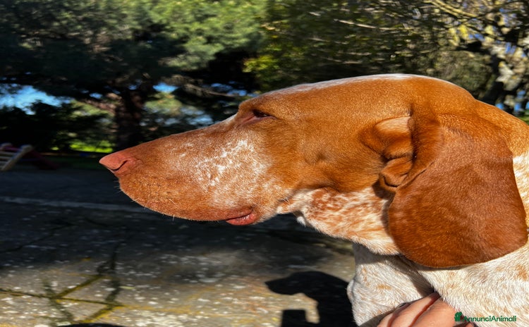 Bracco cani a Provincia di Viterbo - Annuncio 1