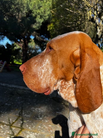 Bracco cani a Provincia di Viterbo - Annuncio 1