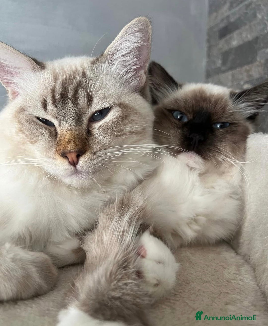 Ragdoll gatti in vendita: Cuccioli Ragdoll con pedigree  - Annuncio 2