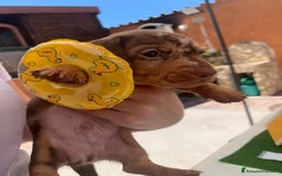Bassotto cani in vendita: Bassotti kaninchen/nani a Città metropolitana di Roma Capitale - Immagine 7