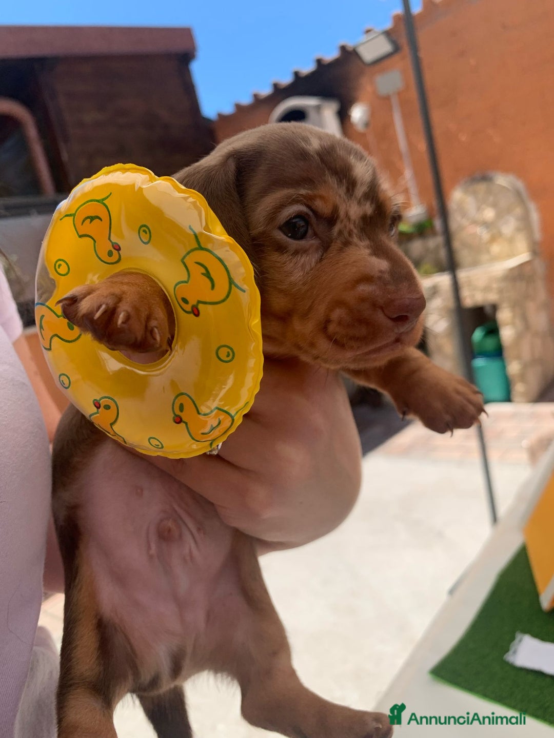 Bassotto cani in vendita: Bassotti kaninchen/nani a Città metropolitana di Roma Capitale - Immagine 7