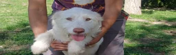 Meticcio cani in regalo: BRINA HA BISOGNO DI UNA CASA E TANTO AMORE - Annuncio 2