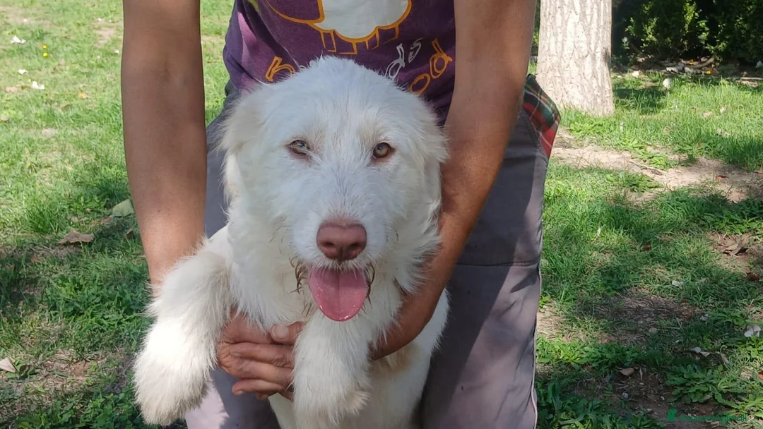 Meticcio cani in regalo: BRINA HA BISOGNO DI UNA CASA E TANTO AMORE - Annuncio 2
