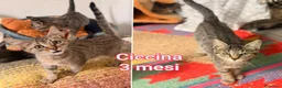 Altre razze gatti in regalo: GATTINI BISOGNOSI IN CERCA D'AMORE  a Città Metropolitana di Bologna - Annuncio 5