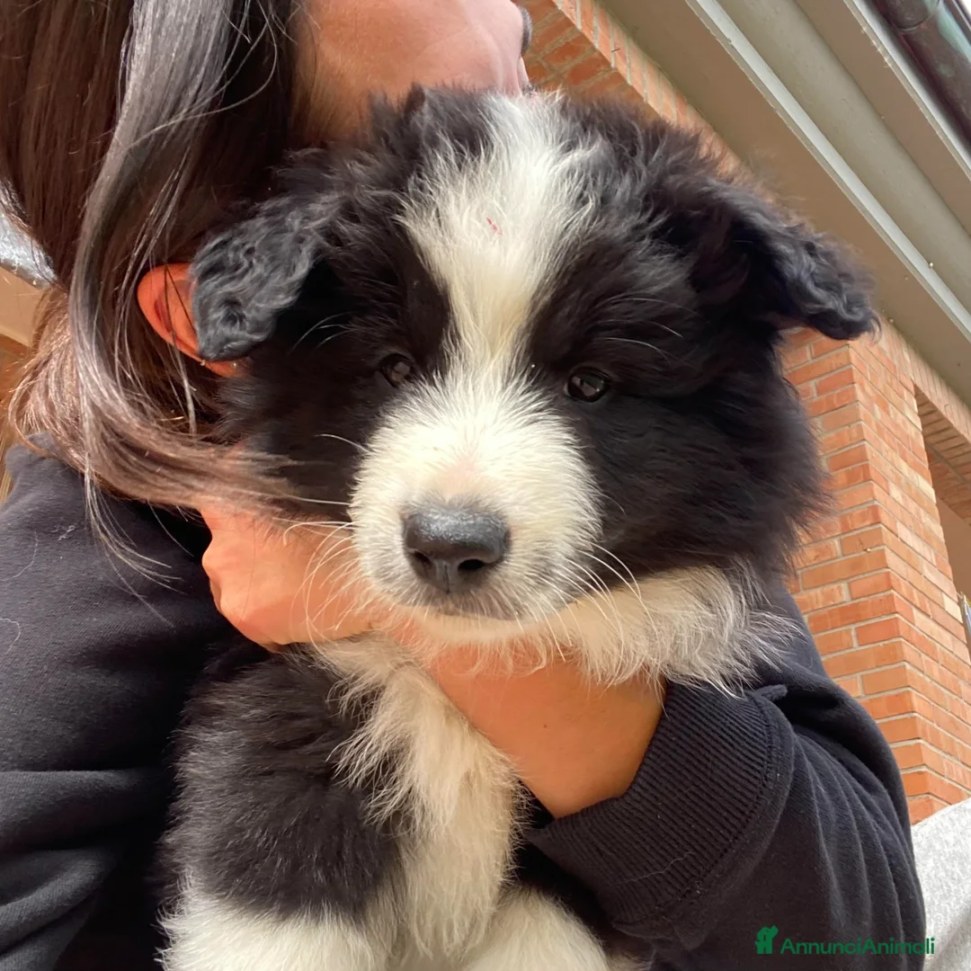 Border Collie cani in vendita: Meravigliosi cuccioli con pedigree a Provincia di Ancona - Annuncio 5