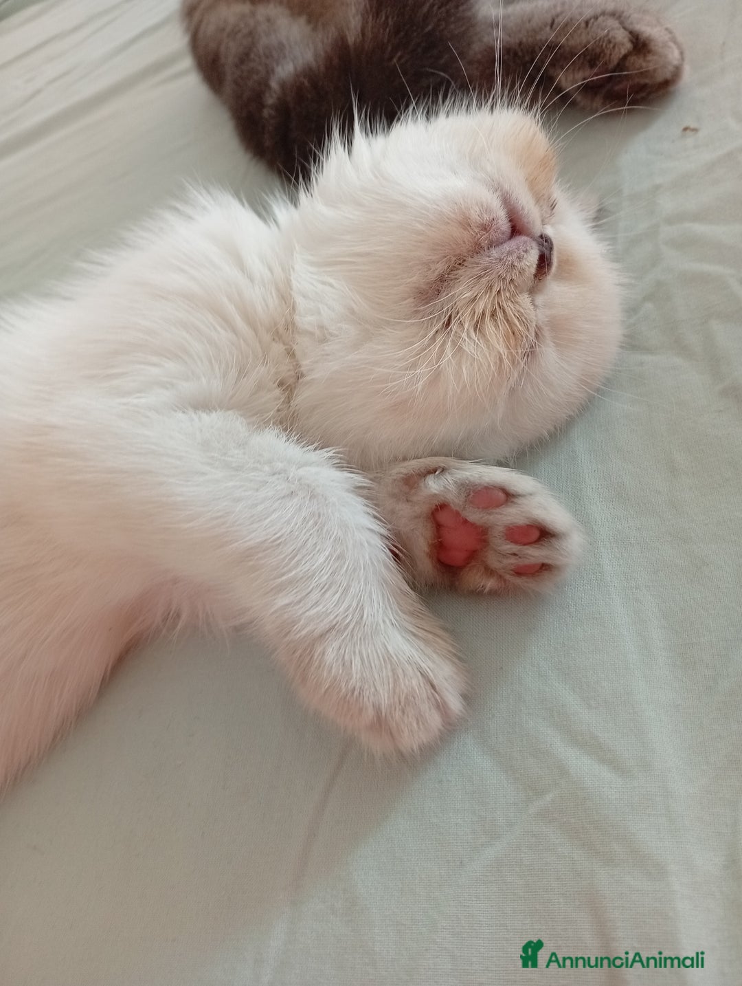 Exotic Shorthair gatti in vendita: Exotic Shorthair  - Annuncio 6