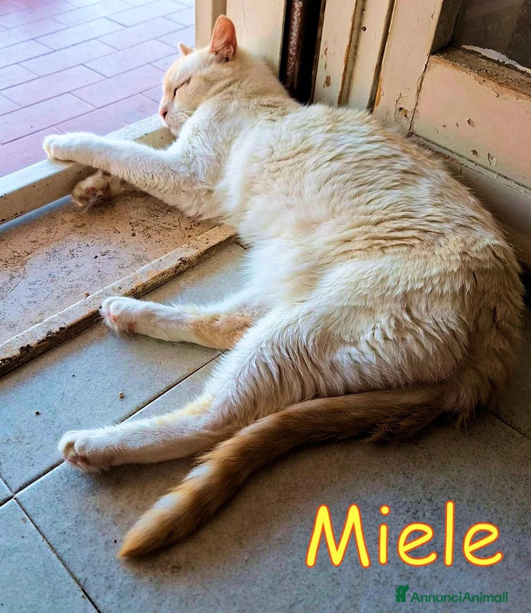 Europeo gatti in regalo: ROMA - #MIELE OGGI CERCA CASA PER SEMPRE - Annuncio 2
