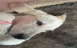 Meticcio cani in regalo:  AKI  - Immagine 10