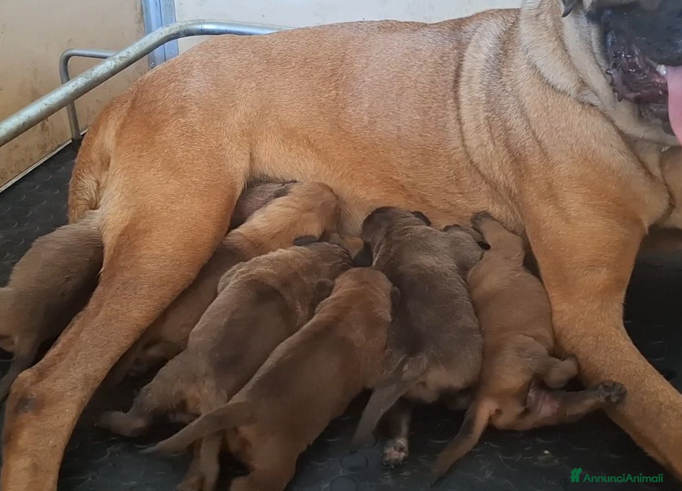 Cane Corso cani Cane corso - Annuncio 2