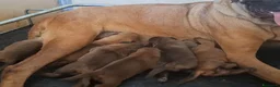 Cane Corso cani in vendita: Cane corso - Annuncio 2