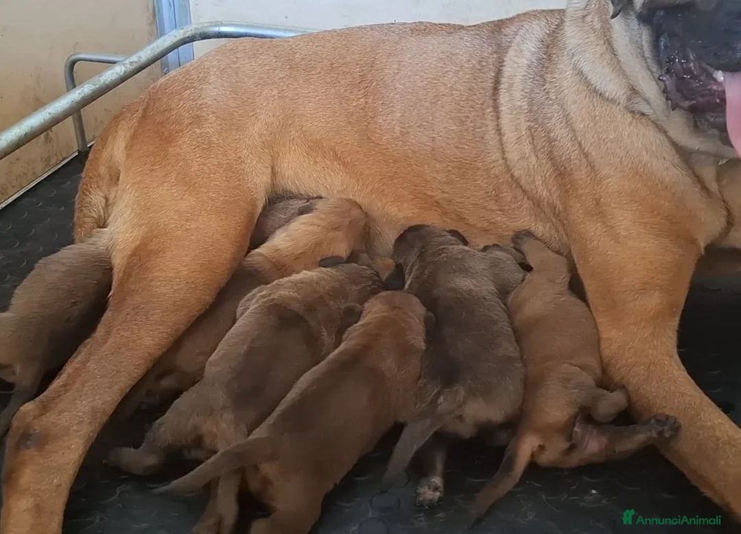 Cane Corso cani in vendita: Cane corso - Annuncio 2