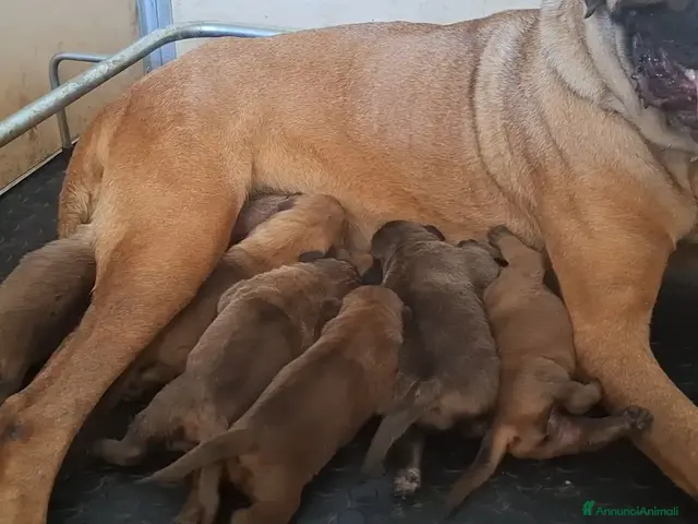 Cane Corso cani in vendita: Cane corso - Annuncio 2
