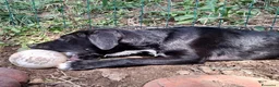 Meticcio cani in regalo: Hero  a Provincia di Savona - Annuncio 6