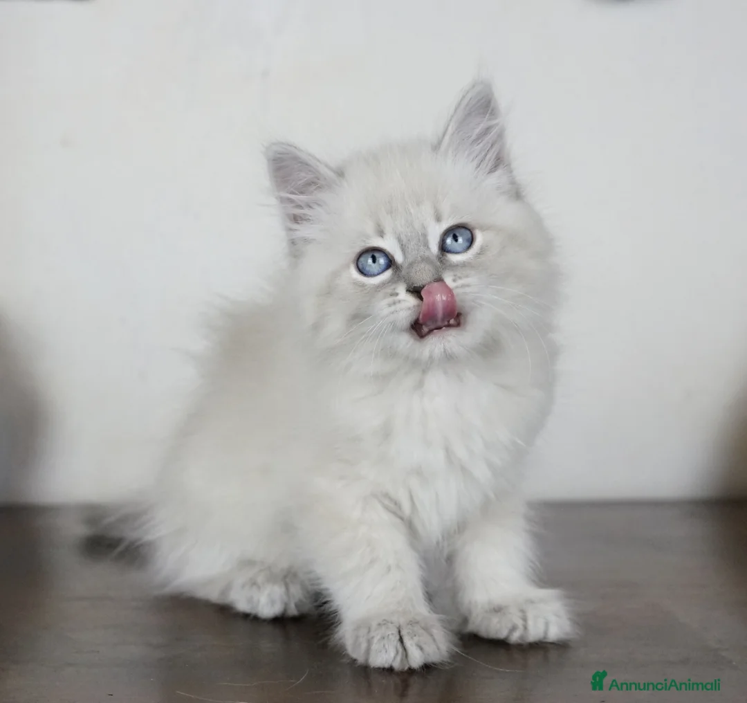 Immagine della galleria {{count}}