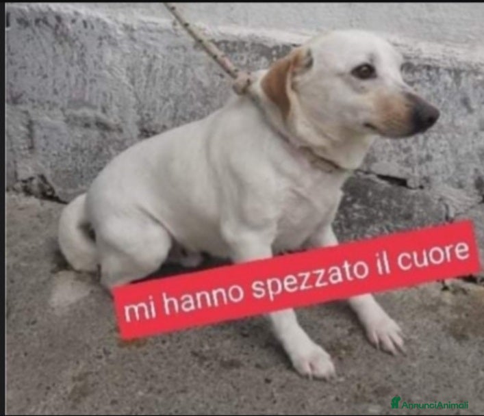 Meticcio cani Serafino portato in canile dai padroni anni fa.SUD a Città metropolitana di Milano - Annuncio 17