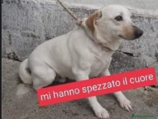 Meticcio cani Serafino portato in canile dai padroni anni fa.SUD a Città metropolitana di Milano - Annuncio 17