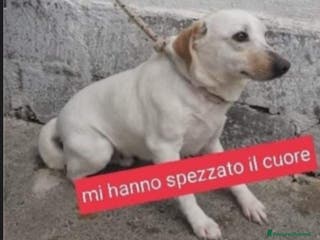 Meticcio cani Serafino portato in canile dai padroni anni fa.SUD a Città metropolitana di Milano - Annuncio 37