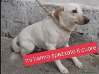 Meticcio cani Serafino portato in canile dai padroni anni fa.SUD - Annuncio 25